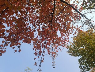 秋日红叶蓝天美景