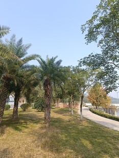 户外林荫草地风景