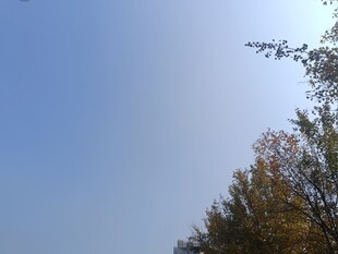 蓝天映衬下的树木景致