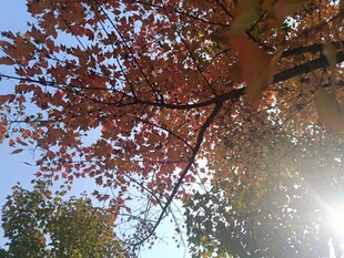 秋日枫叶与阳光交织美景