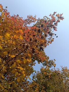 秋日斑斓树叶映蓝天