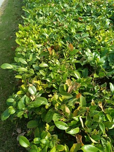 翠绿繁茂的灌木丛