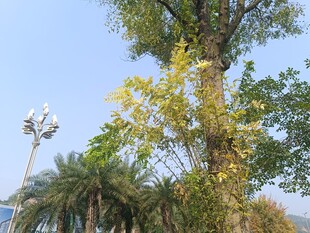 户外繁茂树木景观