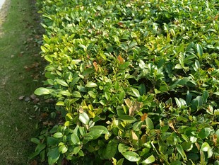 翠绿繁茂的灌木丛景观