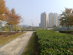 城市中宁静的绿植小径