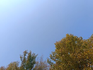 秋日树梢上的晴朗蓝天