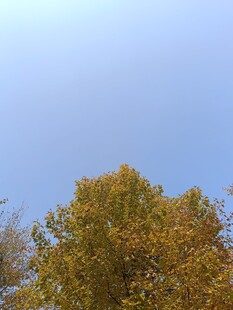 秋日树梢与蓝天美景