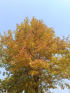 秋日金黄树叶的美丽树冠