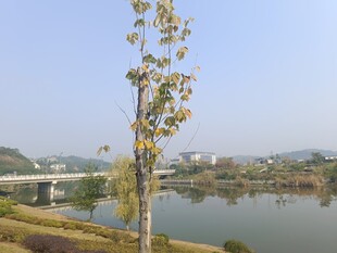 湖畔树木与远处城市风光