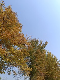 秋日斑斓树木蓝天景象