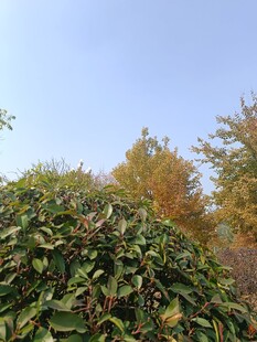 秋日绿植与多彩树木景观