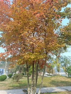 秋日路旁斑斓树木景观