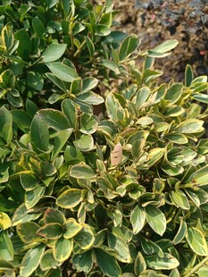 黄绿相间的植物叶片