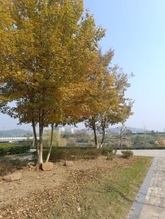 秋日路旁金黄树木风景