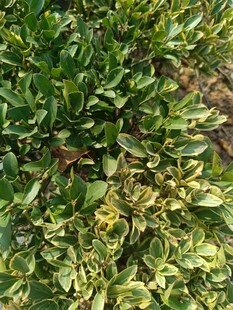 翠绿繁茂的地面绿植景象