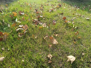 草地上散落的多彩秋叶