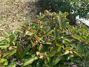 绿叶繁茂的植物景象