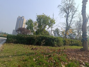 城市公园绿意景致