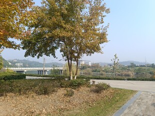 秋日路边树木风景