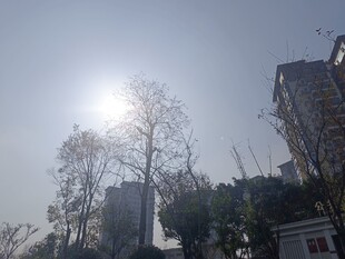 冬日阳光下的城市树木景象