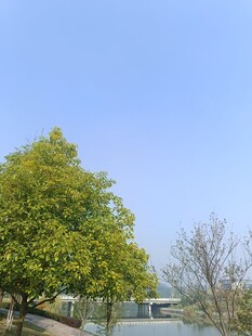 蓝天绿树风景图