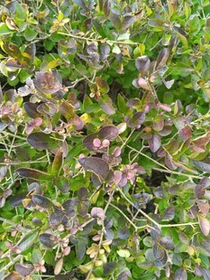 野外繁茂的紫色绿色植物