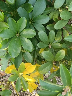 绿叶丛中绽放的黄色花朵