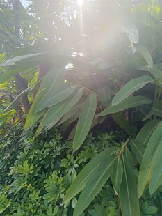 阳光洒落翠绿植物间