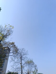 蓝天之下的树木与建筑