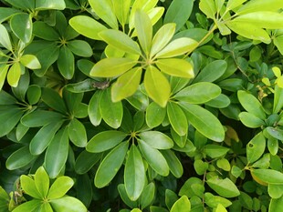 翠绿繁茂的绿叶植物