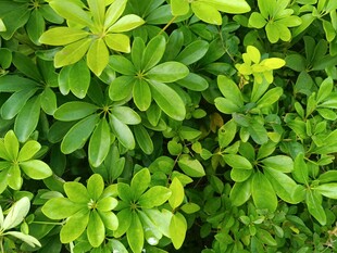 翠绿繁茂的叶片植物