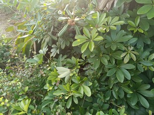 阳光下的繁茂绿植