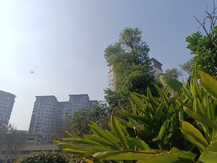 城市绿植与高楼景观