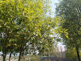 绿树成荫的户外景象