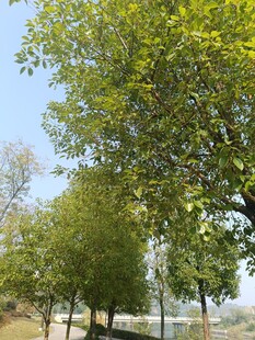 公园绿树成荫的美好景象