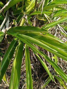 翠绿细长的植物叶片