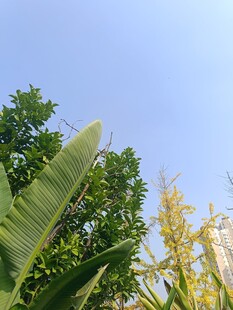 蓝天绿叶间的自然景致