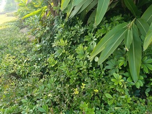 绿意盎然的植物景观