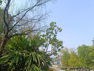 户外绿树成荫的自然景致