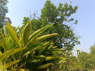 阳光下的葱郁绿植