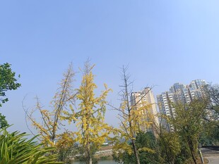 秋日城市中的金黄树木