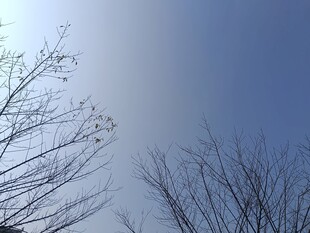 冬日光秃树枝与晴朗天空