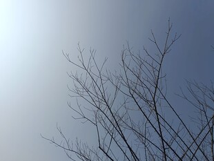 冬日光秃树枝与晴朗天空