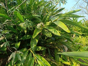 翠绿繁茂的热带植物景观