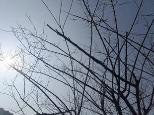 冬日树枝映衬下的明亮天空