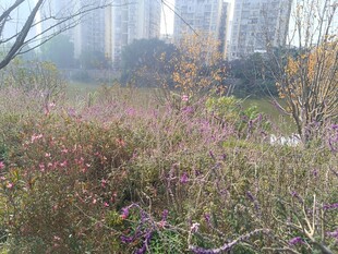 城市中繁花盛开的绿地