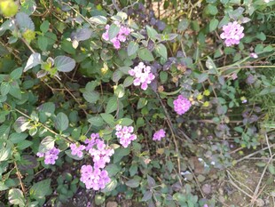 野外绽放的紫色小花