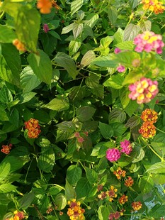 多彩花卉绿植繁茂景象