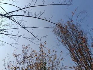 冬日枯树与蓝天景象