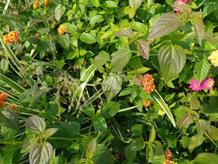 多彩花卉绿植景观